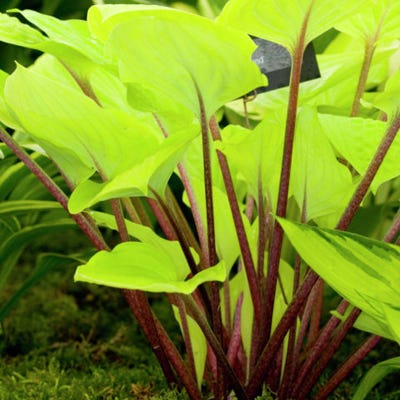 Fire Island Hosta|Hosta Fire Island, Hosta, Plantain Lily