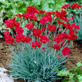 Fire Star Dianthus|Dianthus Fire Star, Dianthus