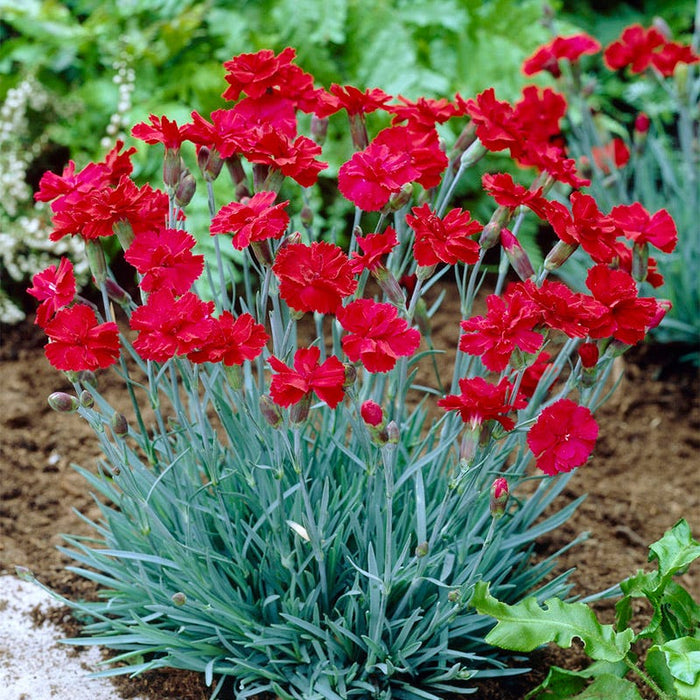 Fire Star Dianthus|Dianthus Fire Star, Dianthus