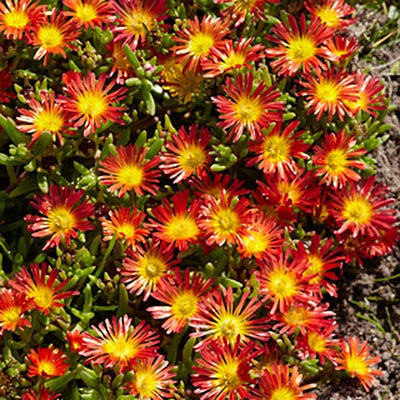 Fire Wonder Ice Plant|Orange and Yellow Delosperma Fire Wonder, Delosperma, Ice Plant