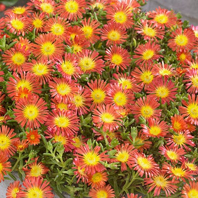 Fire Wonder Ice Plant|Orange and Yellow Delosperma Fire Wonder, Delosperma, Ice Plant