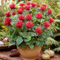 Fireball Bee Balm|Red Bee Balm Fireball, Monarda, Bee Balm