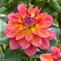 Firepot Decorative Dahlia|