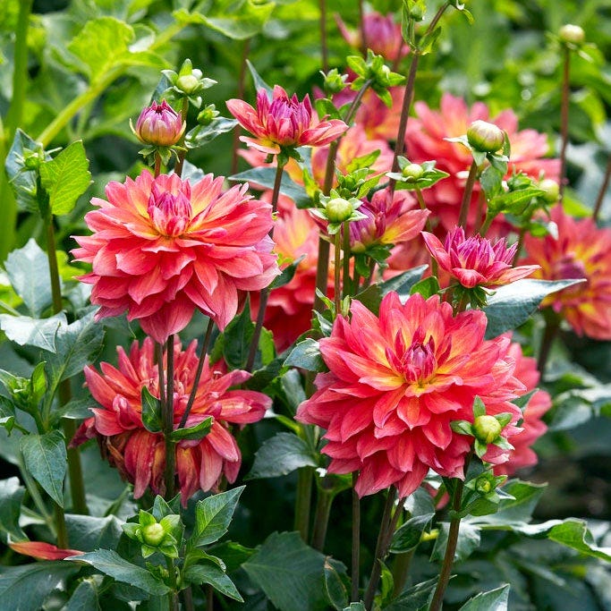 Firepot Decorative Dahlia|Firepot Decorative Dahlia, Decorative Dahlia Firepot in full bloom in bulb garden