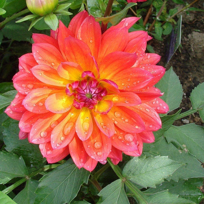 Firepot Decorative Dahlia|Firepot Decorative Dahlia, Decorative Dahlia Firepot with water droplets on flower petals