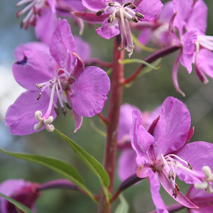 Fireweed Seeds|Fireweed Seeds, Epilobium angustifolium, Fireweed