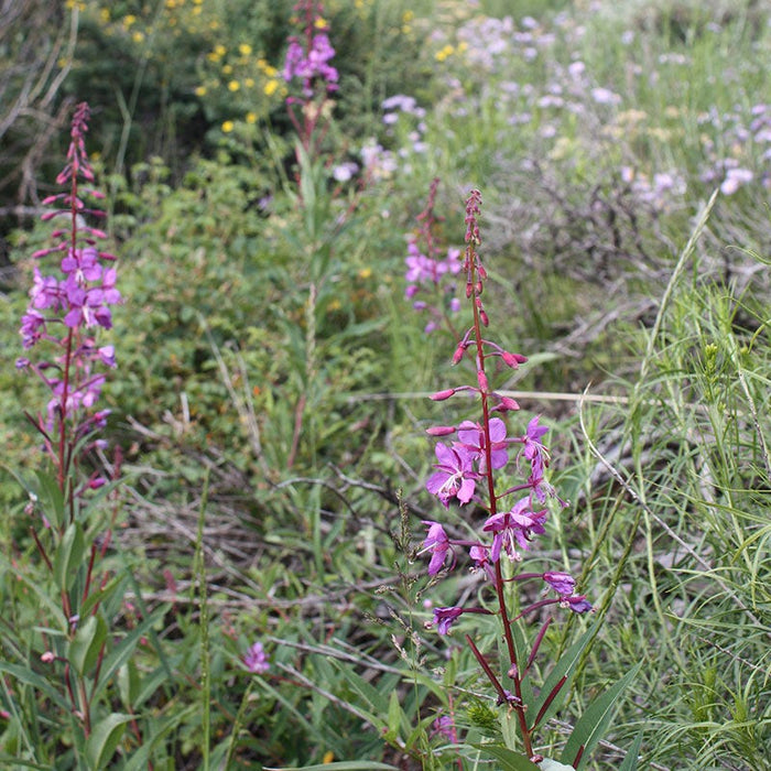Fireweed Seeds|Fireweed Seeds, Epilobium angustifolium, Fireweed