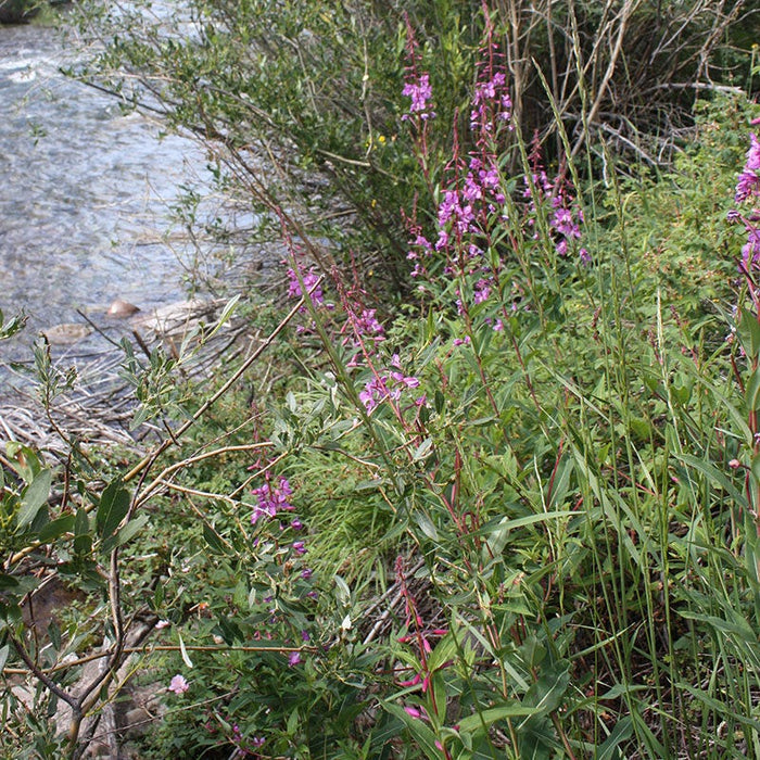 Fireweed Seeds|Fireweed Seeds, Epilobium angustifolium, Fireweed