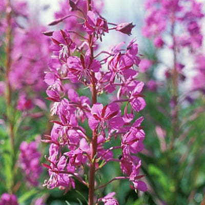 Fireweed Seeds|Fireweed Seeds, Epilobium angustifolium, Fireweed