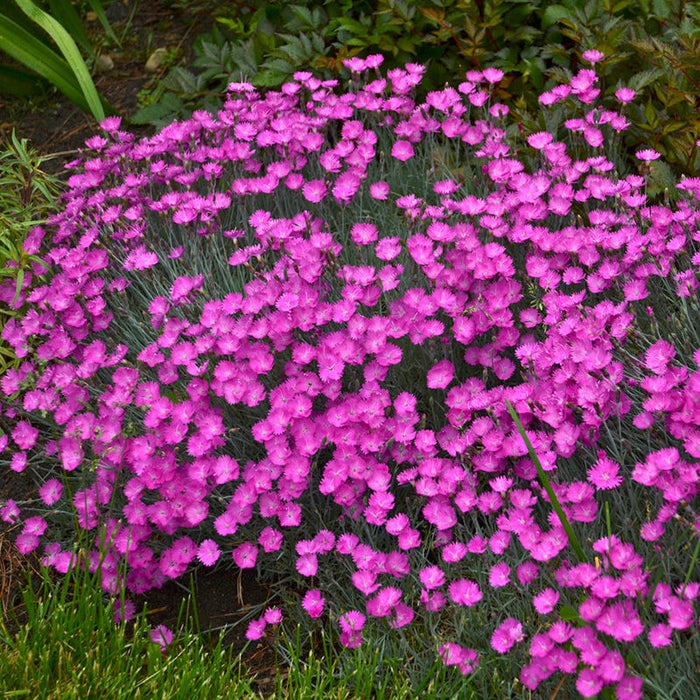 Firewitch Dianthus|Firewitch Dianthus, Dianthus gratianopolitanus Firewitch