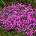 Firewitch Dianthus|Firewitch Dianthus, Dianthus gratianopolitanus Firewitch