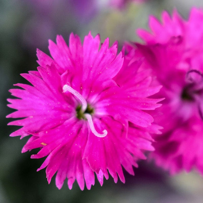 Firewitch Dianthus|Firewitch Dianthus, Dianthus gratianopolitanus Firewitch