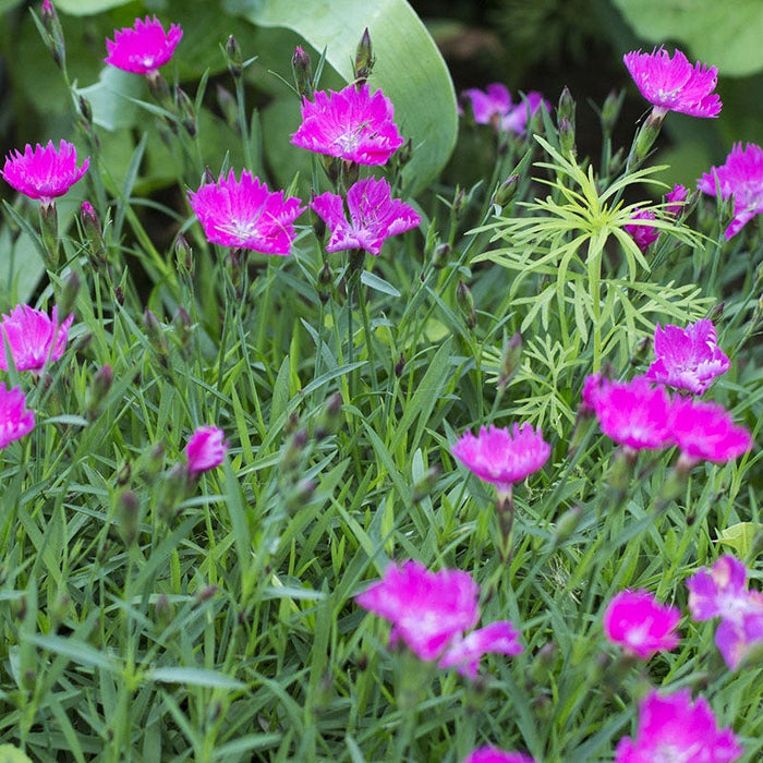 Firewitch Dianthus|Firewitch Dianthus, Dianthus gratianopolitanus Firewitch