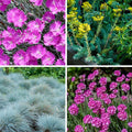 Fizzy Pop Low Grow Plant Collection|Fizzy Pop Low Grow Plant Collection