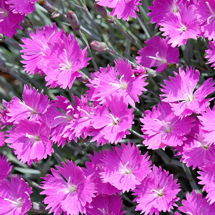 Fizzy Pop Low Grow Plant Collection|Firewitch Dianthus
