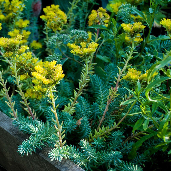Fizzy Pop Low Grow Plant Collection|Blue Spruce Sedum