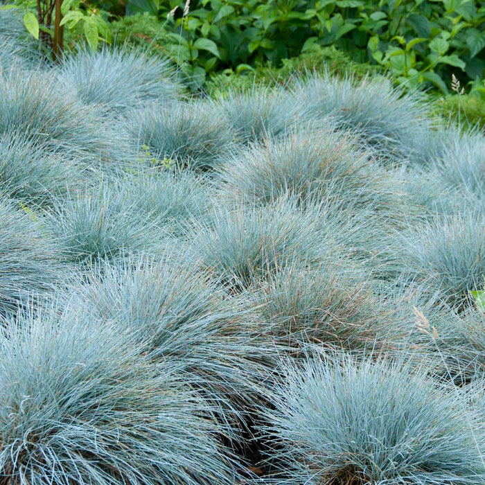 Fizzy Pop Low Grow Plant Collection|Elijah Blue Fescue Grass