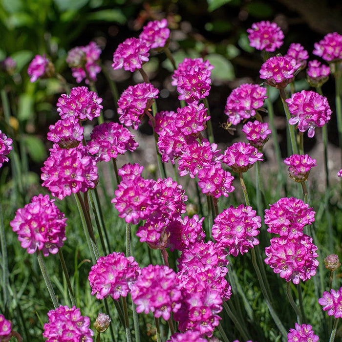 Fizzy Pop Low Grow Plant Collection|Splendens Armeria