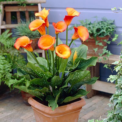 Flame Calla Lily|Orange Calla Lily Bulb Flame, Zantedeschia, Calla Lily Container