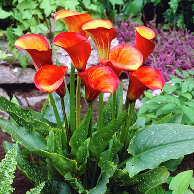 Flame Calla Lily|Orange Calla Lily Bulb Flame, Zantedeschia, Calla Lily