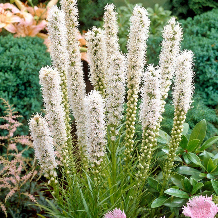 Floristan White Blazing Star|Floristan White Blazing Star, Liatris spicata, Photo Courtesy of Walters Garden Inc.