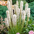 Floristan White Blazing Star|Floristan White Blazing Star, Liatris spicata, Photo Courtesy of Walters Garden Inc.