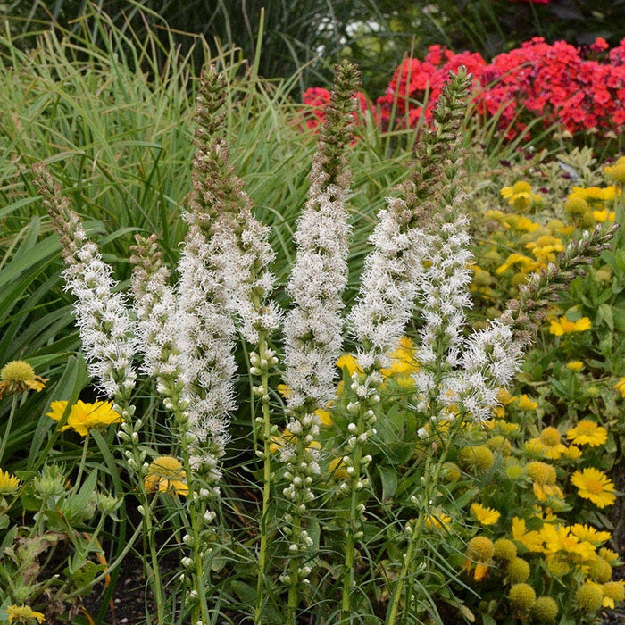 Floristan White Blazing Star|Floristan White Blazing Star, Liatris spicata, Photo Courtesy of Walters Garden Inc.