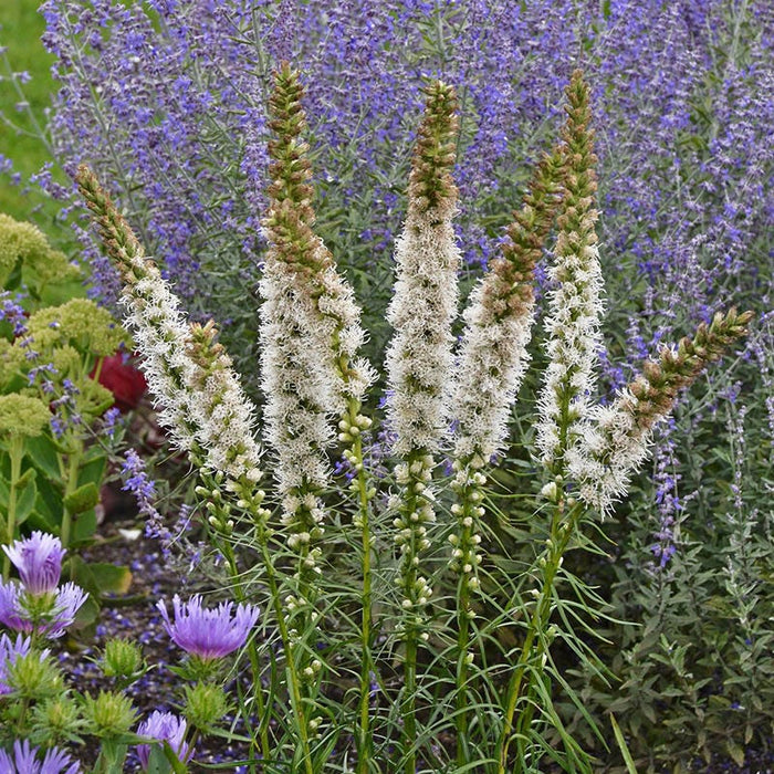 Floristan White Blazing Star|Floristan White Blazing Star, Liatris spicata, Photo Courtesy of Walters Garden Inc.