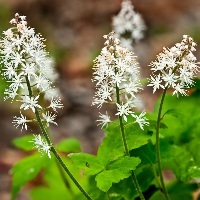 Foam Flower|Foam flower, white blooms