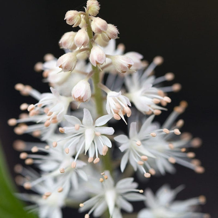 Foam Flower|Foam flower, white blooms