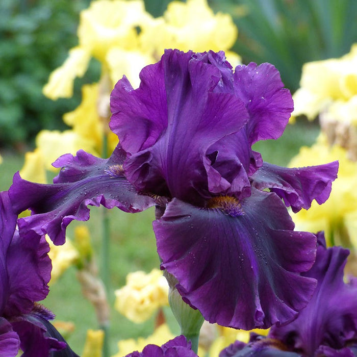 For Veronica Bearded Iris|For Veronica Bearded Iris