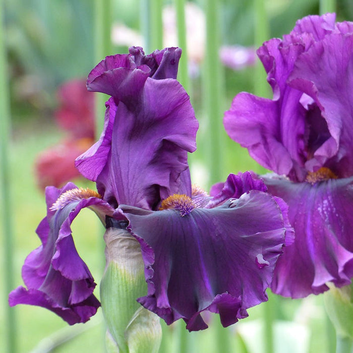 For Veronica Bearded Iris|For Veronica Bearded Irises