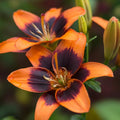 Forever Susan Asiatic Lily|Forever Susan Asiatic Lily