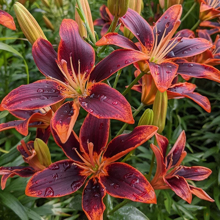 Forever Susan Asiatic Lily|Forever Susan Asiatic Lily