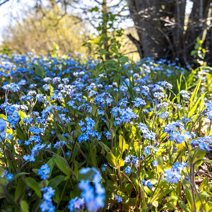 Forget-Me-Not Seeds|Blue Forget Me Not Seeds, Myosotis sylvatica growing as a meadow