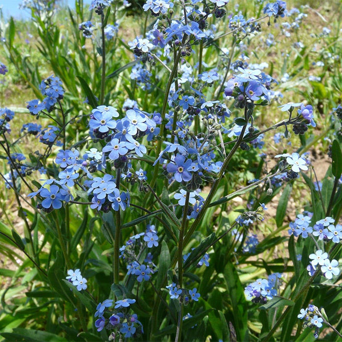 Forget-Me-Not Seeds|Blue Forget Me Not Seeds, Myosotis sylvatica