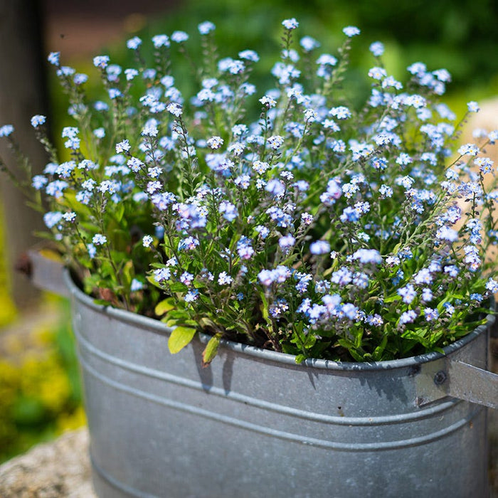 Forget-Me-Not Seeds|Blue Forget Me Not Seeds, Myosotis sylvatica growing in container