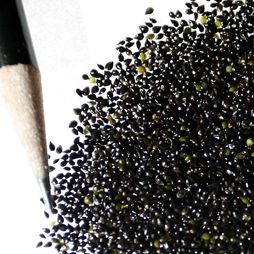Forget-Me-Not Seeds|Blue Forget Me Not Wildflower Seeds
