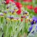 Fox's Grape Fritillary|Fox’s Grape Fritillary, Fritillaria uva-vulpis