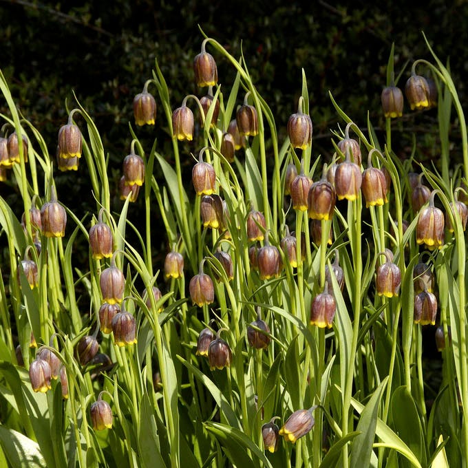 Fox's Grape Fritillary|Fox’s Grape Fritillary, Fritillaria uva-vulpis