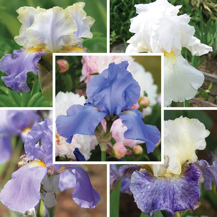 Fragrant Bearded Iris Collection|Fragrant Bearded Iris Collection