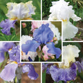 Fragrant Bearded Iris Collection|Fragrant Bearded Iris Collection