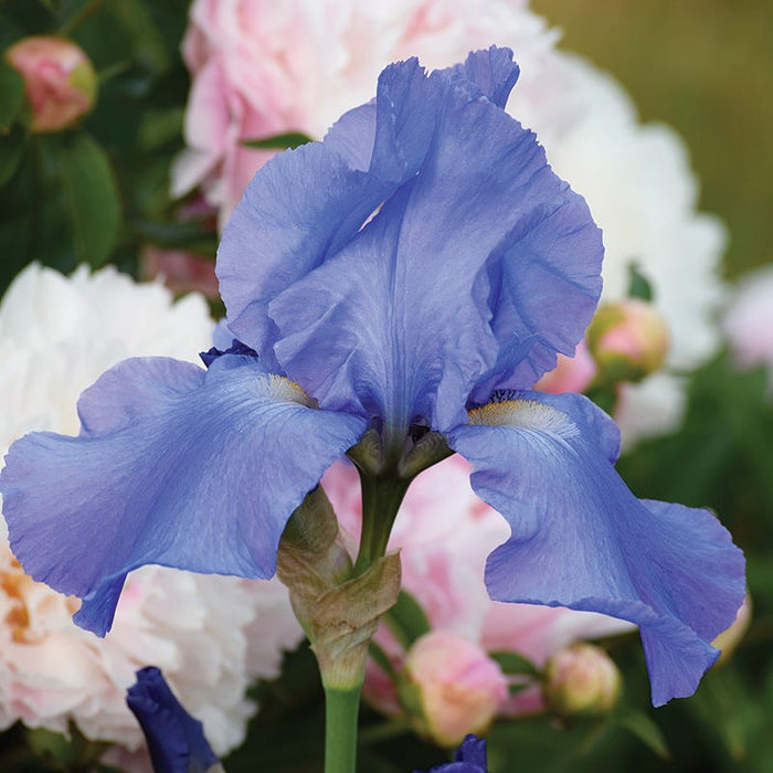 Fragrant Bearded Iris Collection|Sugar Blues Reblooming Bearded Iris