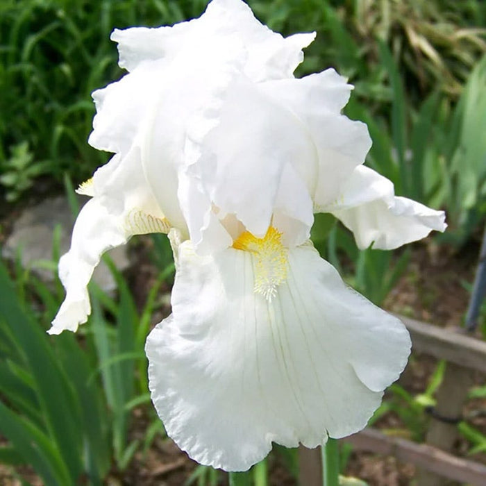 Fragrant Bearded Iris Collection|Immortality Reblooming Bearded Iris