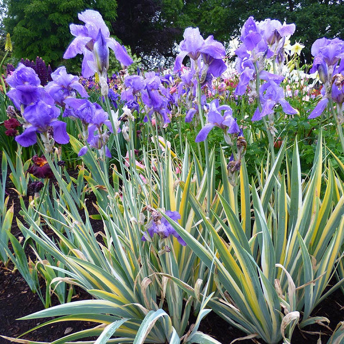 Fragrant Bearded Iris Collection|Variegated Gold Bearded Iris