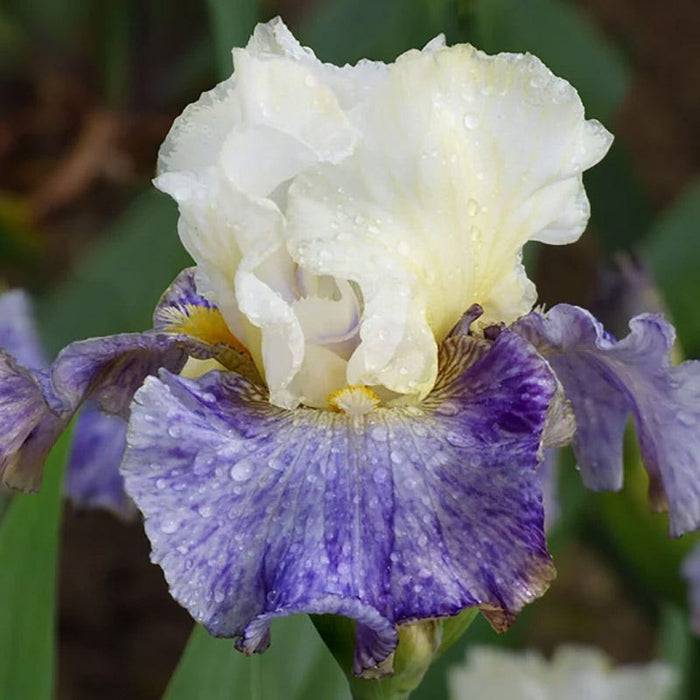 Fragrant Bearded Iris Collection|Rhizome Cowboy Bearded Iris