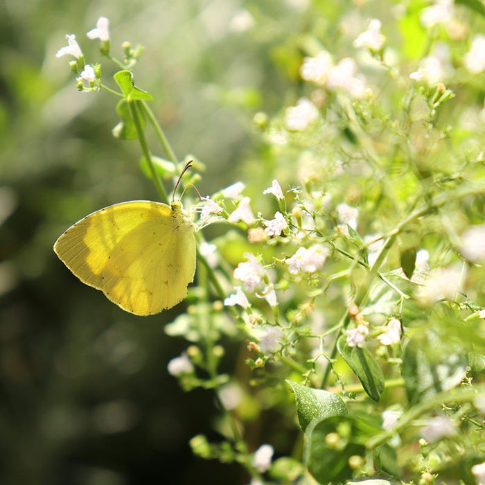Fragrant Low Grow Plant Collection|Calamintha