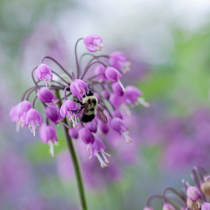 Fragrant Low Grow Plant Collection|Nodding Onion (Allium)