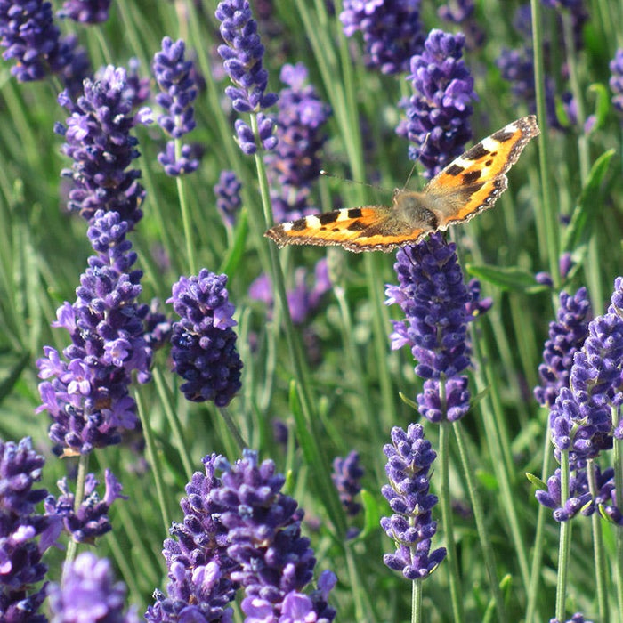 Munstead English Lavender