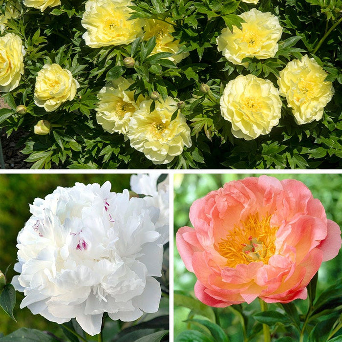 Fragrant Peony Collection|Fragrant Peony Collection